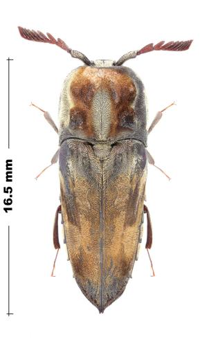 Galbites chrysocoma
